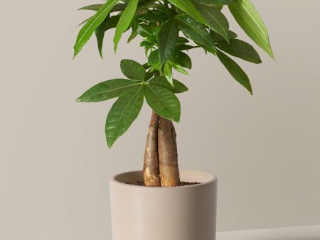 Money Tree Plant Online Hot Sale