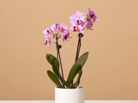 Petite Pink Orchid Supply