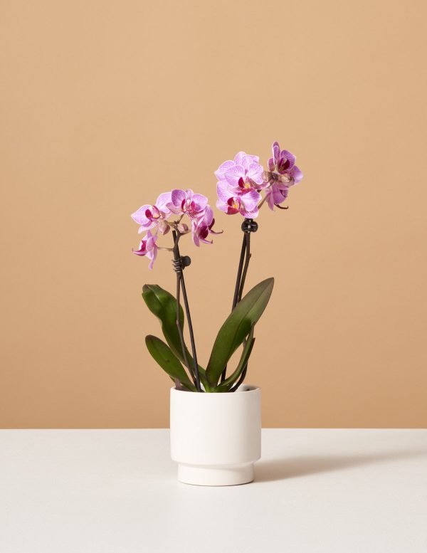 Petite Pink Orchid Supply