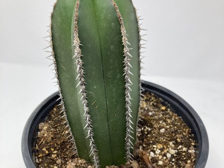 Pachycereus Marginatus  Mexican Fence Post Cactus  Hot on Sale