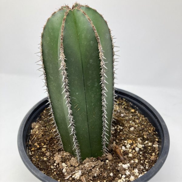 Pachycereus Marginatus  Mexican Fence Post Cactus  Hot on Sale