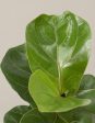 Fiddle Leaf Fig Online Sale