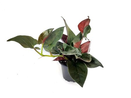 Syngonium Erythrophyllum  Llano-Carti  Sale