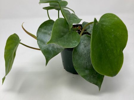 Philodendron Cordatum  Heart Leaf  Discount