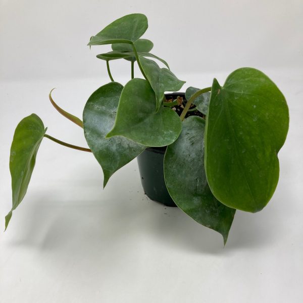 Philodendron Cordatum  Heart Leaf  Discount