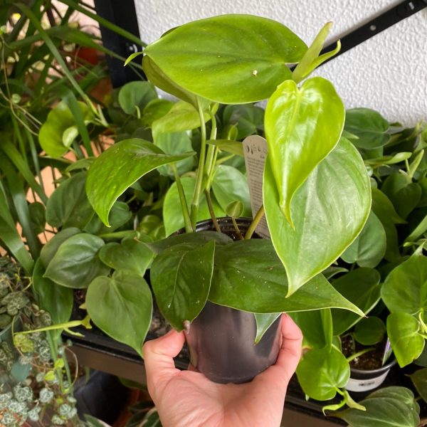 Philodendron Cordatum  Heart Leaf  Discount