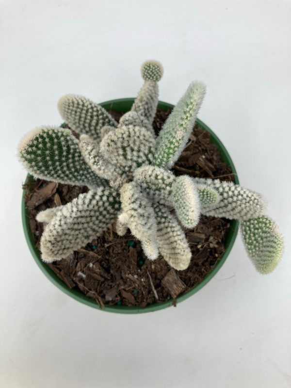 Microdasys Opuntia  Bunny Ears Cactus  For Cheap