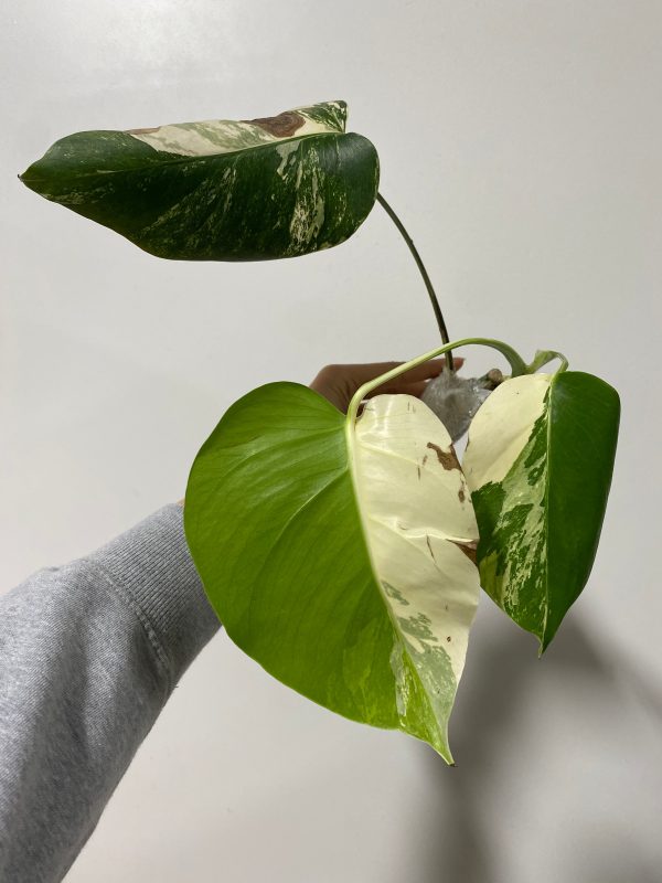 Monstera deliciosa  Albo  variegated SM-MD 2-3 leaves Grower s Choice *Now In Stock* (5382P:G) For Discount