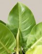 Philodendron  Moonlight  For Cheap