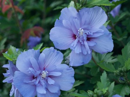 Blue Chiffon® Rose of Sharon on Sale