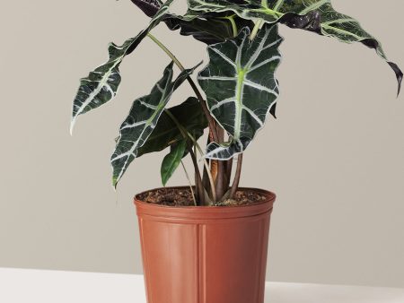 Alocasia Amazonica Online