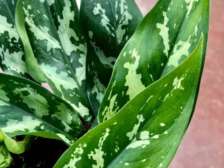 Aglaonema ‘Maria’ Sale