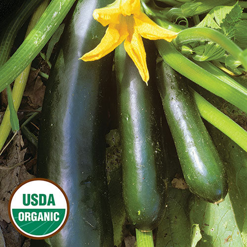 Zucchini, Black Beauty Organic Seeds Online now