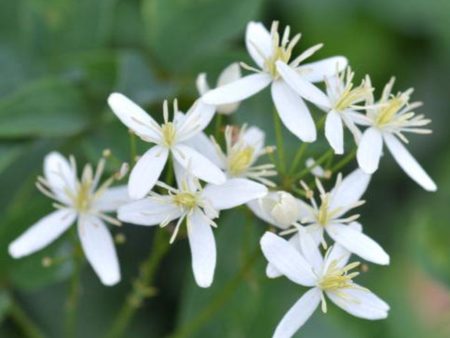 Armandii Snowdrift Clematis Supply