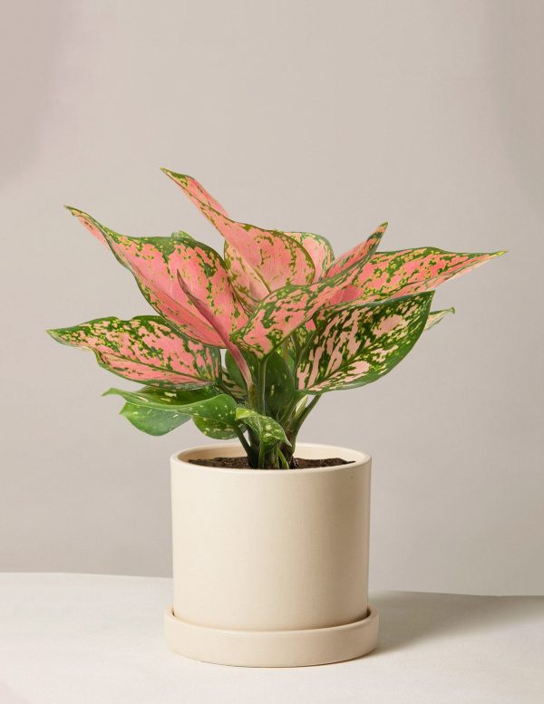 Aglaonema Wishes For Cheap