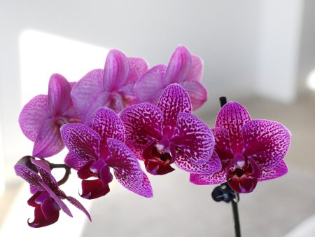 Petite Purple Orchid Fashion