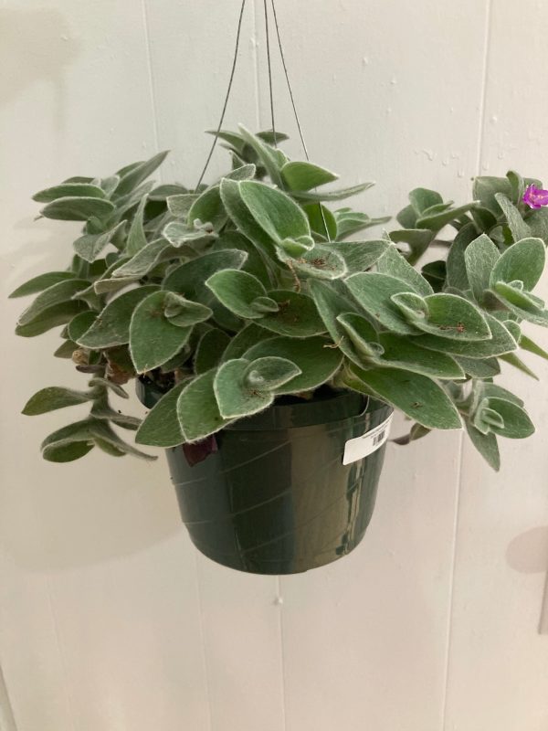 Tradescantia Sillamontana  White Velvet  Online Sale