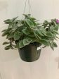 Tradescantia Sillamontana  White Velvet  Online Sale