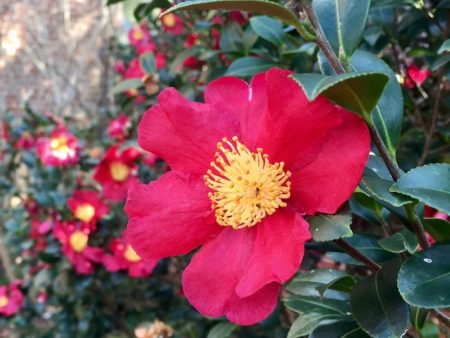 Yuletide Camellia Hot on Sale