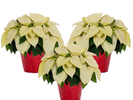 White Holiday Poinsettia (3-Pack) Online Hot Sale