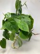 Philodendron Cordatum  Heart Leaf  Discount