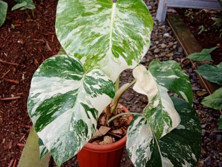 Monstera deliciosa Albo  Holland  Small 1-2 Leaf *Preorder* (5879P:3) Cheap