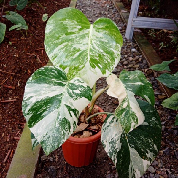 Monstera deliciosa Albo  Holland  Small 1-2 Leaf *Preorder* (5879P:3) Cheap