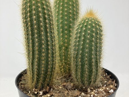 Espostoa Guentheri  Yellow Cactus  Online Sale