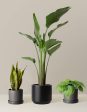 New Digs Plant Trio Online Sale