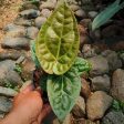 Anthurium  Ace of Spades  × luxurians *Preorder* (5736P:3) For Sale