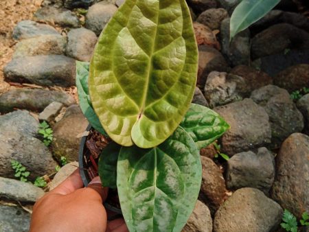 Anthurium  Ace of Spades  × luxurians *Preorder* (5736P:3) For Sale