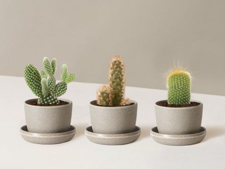 Cacti Assortment Supply