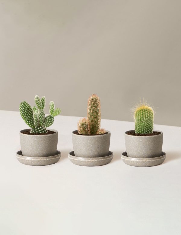 Cacti Assortment Supply