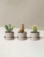 Cacti Assortment Supply