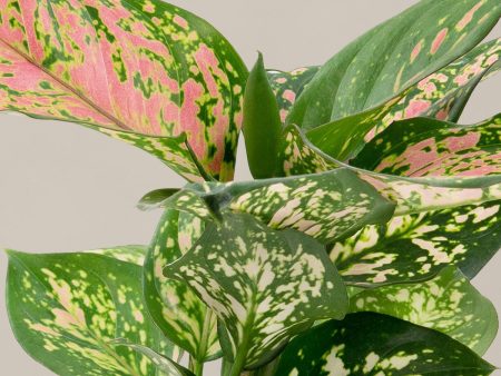 Aglaonema Wishes For Cheap