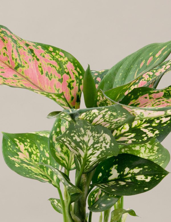 Aglaonema Wishes For Cheap