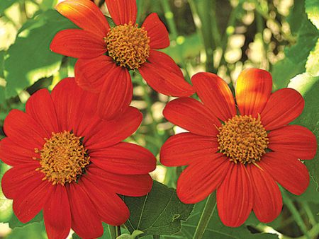 Sunflower, Torch Seeds Fashion