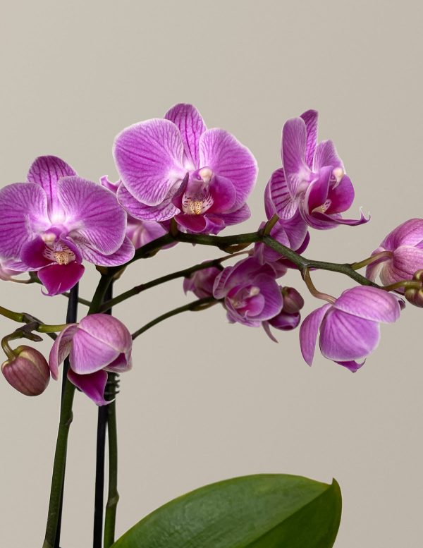 Petite Pink Orchid Supply