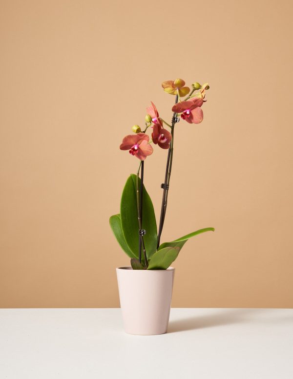 Sunrise Orchid Discount