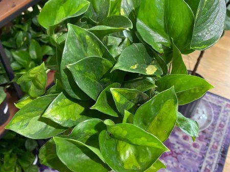 Epipremnum Aureum ‘Global Green Pothos’ For Discount