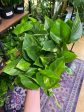 Epipremnum Aureum ‘Global Green Pothos’ For Discount