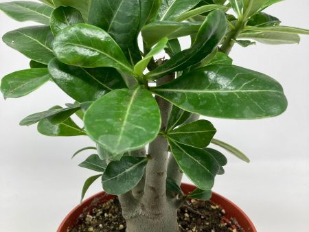 Adenium Obesum  Desert Rose Red  Sale