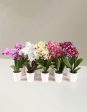 Orchid Party Pack, Set of 20 Discount