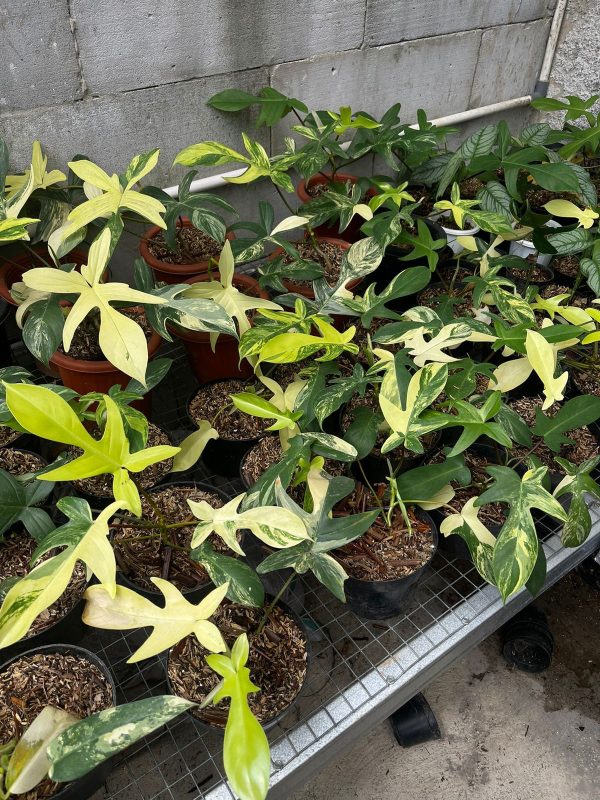 Philodendron  Florida Beauty  variegated Grower s Choice *Now In Stock* (5498P:G) Discount