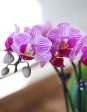 Orchid Party Pack, Set of 20 Discount