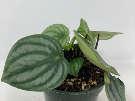 Peperomia  Watermelon  Online