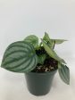 Peperomia  Watermelon  Online