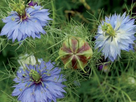 Flower, Love-in-a-Mist “Miss Jekyll  Seeds Cheap