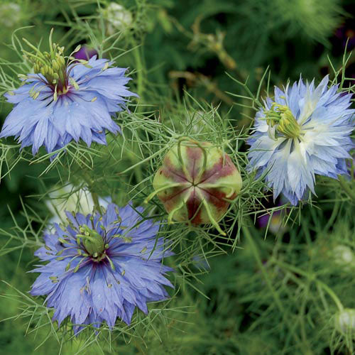 Flower, Love-in-a-Mist “Miss Jekyll  Seeds Cheap