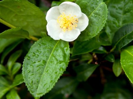 Tea Plant (Camellia Sinensis) Online